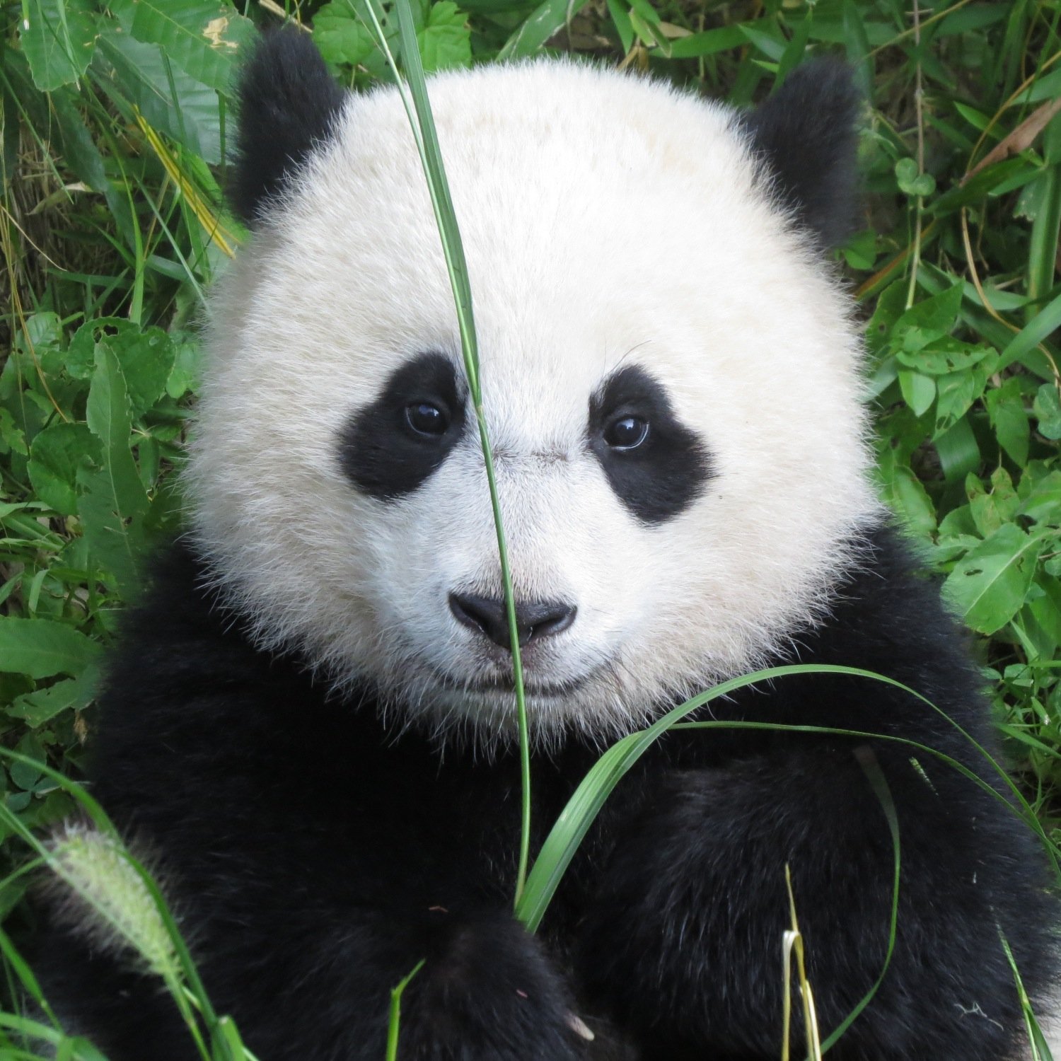 pandahabitat Profile Picture