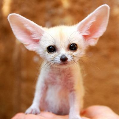 Fennec Fox Emergencyfennec Twitter Fennec Fox Emergencyfennec Twitter