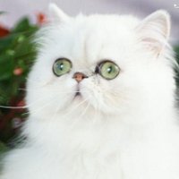 Les doux persans (@bruelceline) 's Twitter Profile