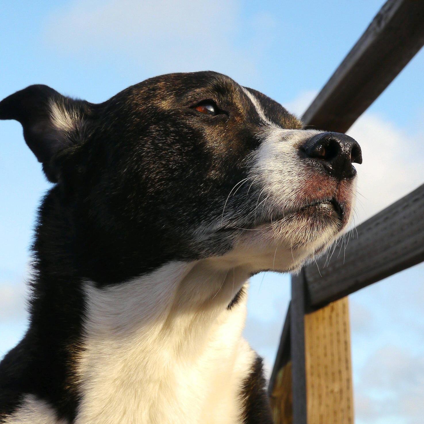 Cody Dog 🌊🇺🇸 Profile