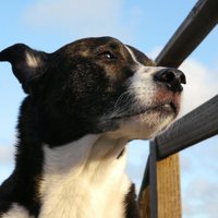 Cody Dog 🌊🇺🇸 (@codyisagoodboy) 's Twitter Profile