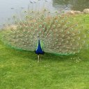 Dawn Field - @dfield23 - Twitter