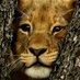 🇵🇱Young Lion ن (@l_ech0) Twitter profile photo