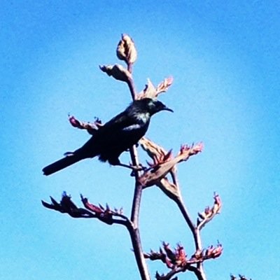 JaffyHill's profile picture. Fallible human, nurse, stroppy at times. Views are my own.