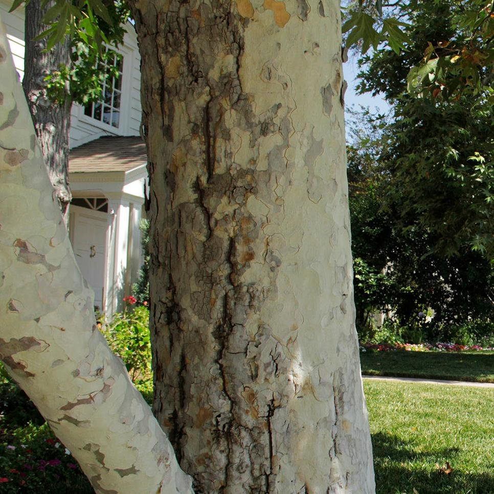 CertifiedTree Profile Picture