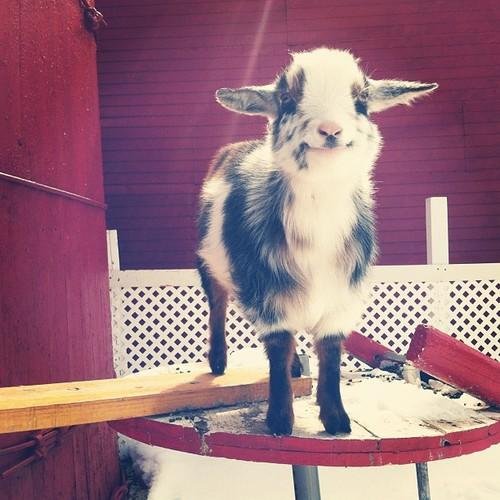 we are #goat