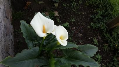 kaycarinver's profile picture. 