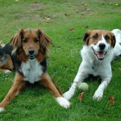 StarPawsGlasgow's profile picture. 