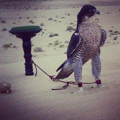 .

.

.

ادخــل تفـاصيــل الحشــا واسـرق البــوح 
م راح مـن . قلــبي .. لــقلبــك .. عــوافــي

.

.

.