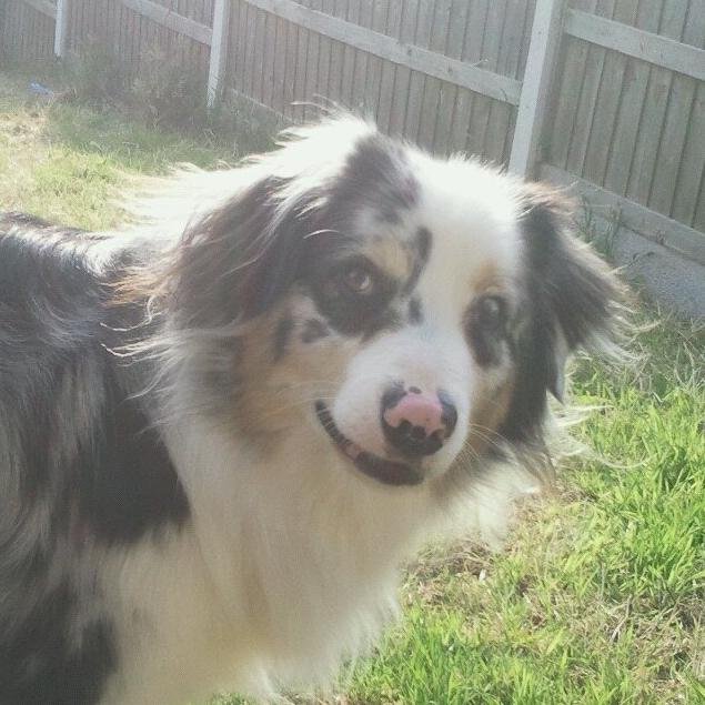 im Rex and im an Austrailan shepherd and i love watching http://t.co/VEz1WQhlYQ also follow my daddy @gimptasticmatt