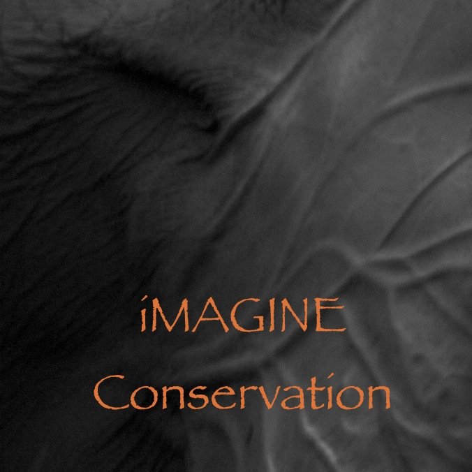 Celebrating the value of respecting and protecting all wildlife through art and education ..  Project in the pipeline, watch this space!