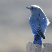 David Pritchard (@birdfossil) 's Twitter Profile
