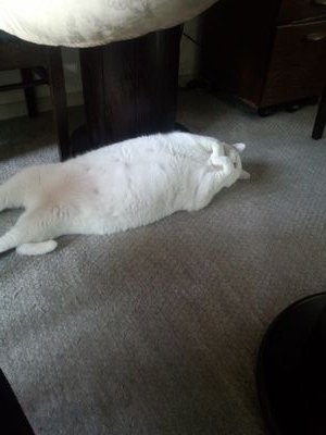 jyuuloku's profile picture. 八重歯大好きっ子です (-д☆)　新垣結衣/さっしー神推し/48G/元ロボコニスト/基本DD/ドルオタ/超コミュ症/jyuuroku.tumblr.com