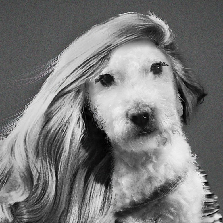 Dog singer,designer