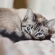 ~ She-cat ~ Tabby tiger tom cat ~ Clan: [NotFound] ~ Siblings: IvyKit [F] ~ Moons: #1 ~ A very talented fighter ~ Personality: Smart, strong, wise  ~
