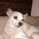 paula harmon - @skybluepink61 - Twitter