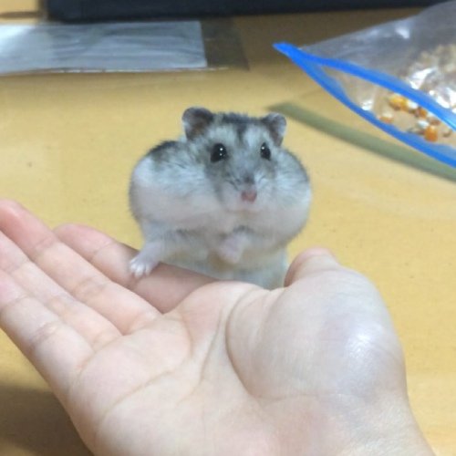 skh_3's profile picture. Love＊ ポルノグラフィティ /水樹奈々/ 激甘党/レッカル大/太鼓の達人/中島裕之/黒縁メガネ/スーツ/マクロスF/コードギアス/進撃の巨人/パズドラ/8t くだらないことと、面白いことが大好きな大学生です＼(^o^)／