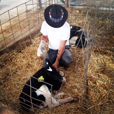 Country music and dairy workin. Cowboy livin. Packin hammers with the DBH.
