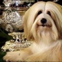 WizardofPaws1's profile picture. We are a locally owned pet grooming salon with certified groomers in beautiful Victoria, BC. We also support local rescue organizations!