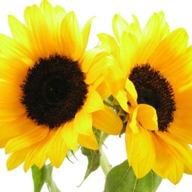 tcnnet's profile picture. test