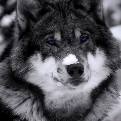 turtlebox13's profile picture. Irony is everything, everything is irony.