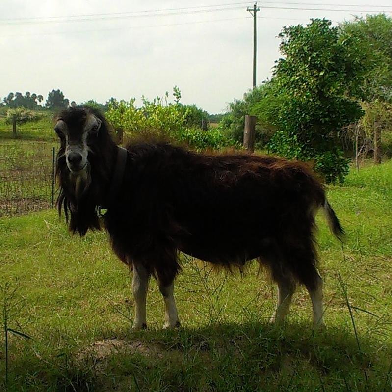 doesitangeryou's profile picture. Scalper Supreme. A non kool-aid drinking Latino