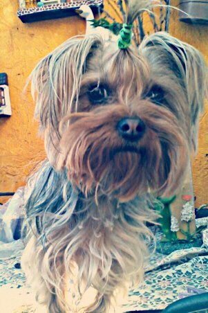Soy chiquita,amo jugar y dar amor a mi familia.. soy Yorkie Bebé :3