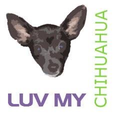 Chihuahua LOVE, Pictures and Videos and Information #chihuahua and #dogs are great!