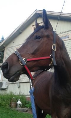 jussi Santala Profile