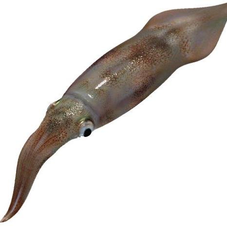 I'm a squid. Ask me anything. Official mascot for @TrustAuthority_ .Monos Squid