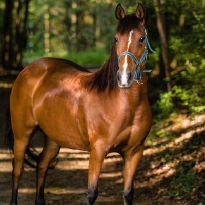 equestrians are cool badass bitches and horses are bae