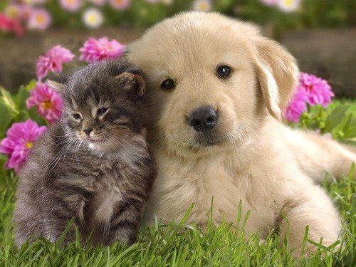 Menjual makanan Anjing,kucing / vitamin / obat / snack / perlengkapan hewan.
Telp : 081336618588
Pin BB : 237A5ED1