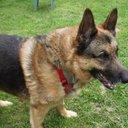 Harley Shepherd - @harlshep15 - Twitter