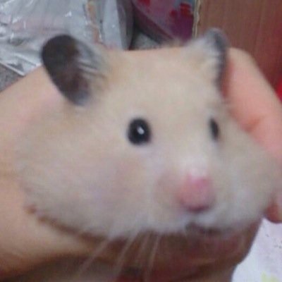 2017.11、2022.1 ベビちゃん♀ Twitterは情報収集と愚痴吐くところと思ってます不快にしたらごめんなさい