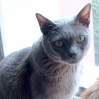 Shadow ☮ (@theshadowycat) 's Twitter Profile