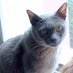 Shadow ☮ (@theshadowycat) Twitter profile photo Shadow ☮ (@theshadowycat) Twitter profile photo