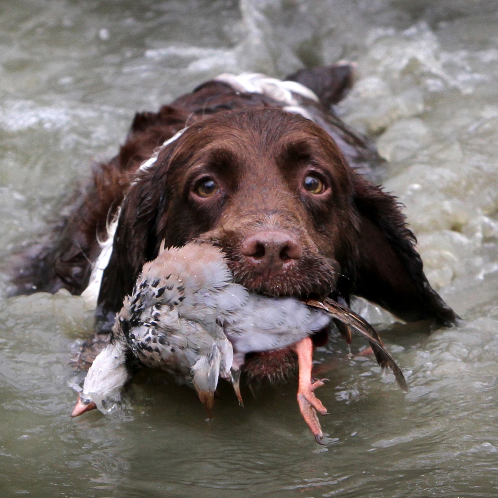Country sports photographer based in Oxfordshire specialising in pheasant and partridge days, corporate events, hunting, and gun dog photography