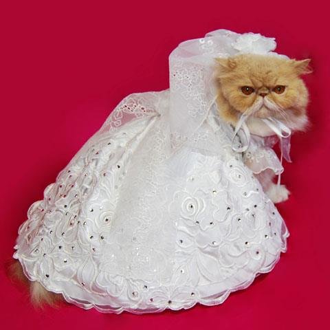 結婚にまつわる「あるある！」ってなる情報をお届けします。相互フォロー募集中です。フォロバしますので気軽に話しかけてくださいね。