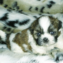 Elena Panos - @orangehouse33 - Twitter