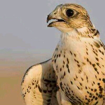 ‏‏‏‏‏‏‏‏‏‏‏فداكى يابلدى رغم الشيب و انحناء ظهرى اقدم لكى ولدى يدافع عنك ويموت شهيد ويدفن تحت ترابك فداكى يابلدى