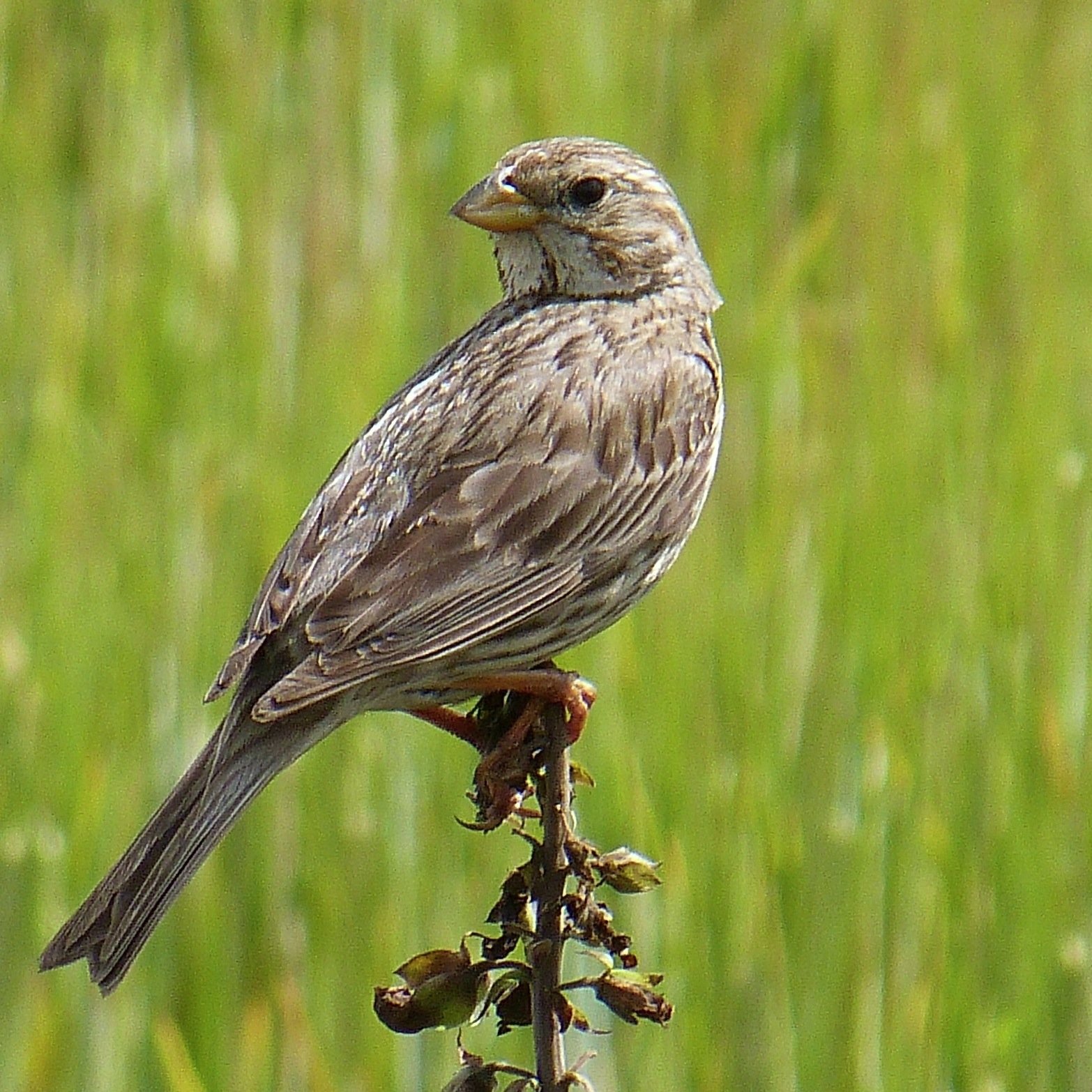 Ecologist. Obsessed with all aspects of natural history especially birds, moths, butterflies and wildflowers.