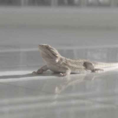 troyes lizard is bæ