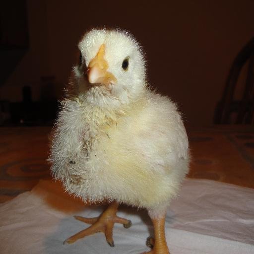 NinaDeVidre's profile picture. 