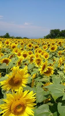 いつも心に太陽を！