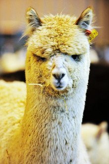 p_lushshow Profile Picture