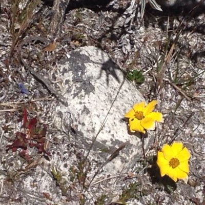 zaoriki's profile picture. 