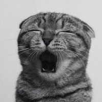 badre chou (@baddack6900) 's Twitter Profile