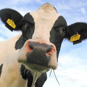 blimeycowquotes's profile picture. Quotation, n: The act of repeating erroneously the words of another.