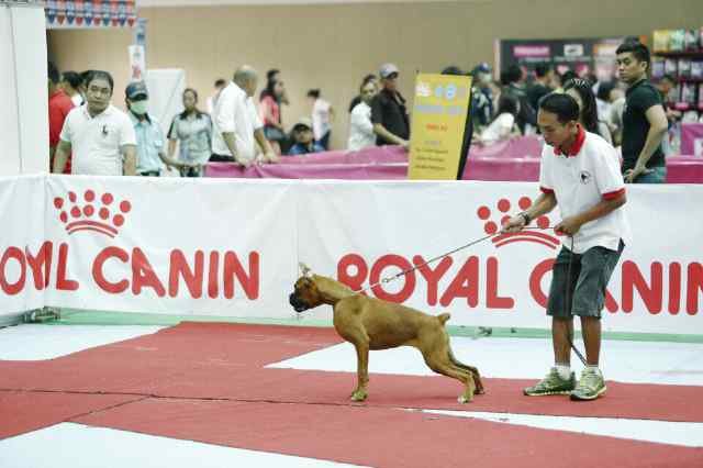 Sale dobermann dog trainer n profesional handler ☎/whatsapp.081296484488/089504739161