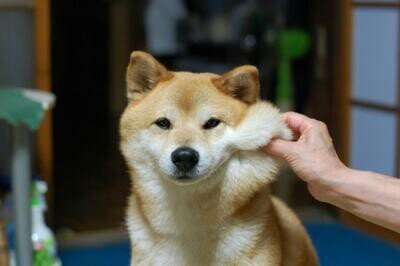 supernolgosipda Profile Picture